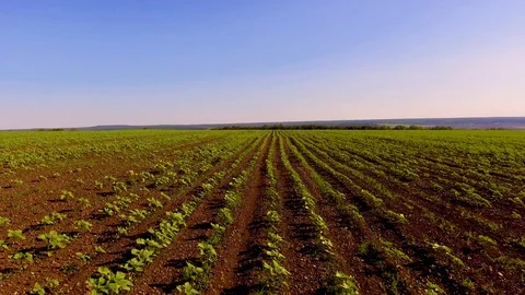 Flying forward over the beds of sunflower Stock Footage 109327478