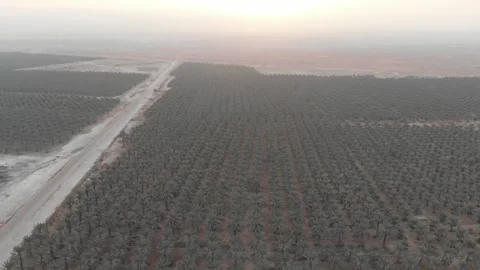 Flying forward over a field of medjool dates in the Jordan Valley region, Stock Footage 203834347