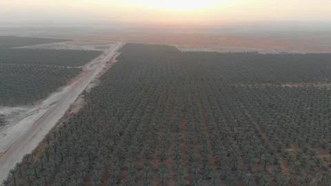 Flying forward over a field of medjool dates in the Jordan Valley region, Stock Footage 203834504