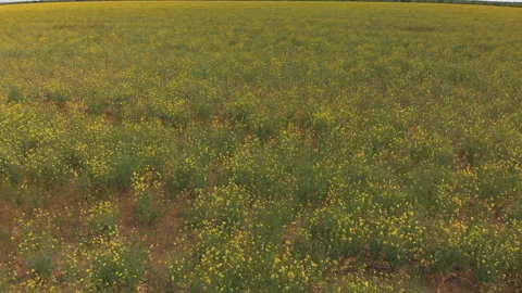 Flying Forward Over a Field of Young Rapeseed Plants Stock Footage 130461056