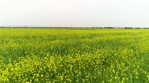 Flying forward over the flower field Stock Footage 161075010
