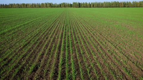 Flying Forward Over Green Sprouts Of Corn Rapeseed Wheat In Rural Farm Field Stock Footage 172159909