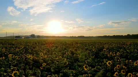 Flying forward Over Sunflower Field 動画素材 205097595