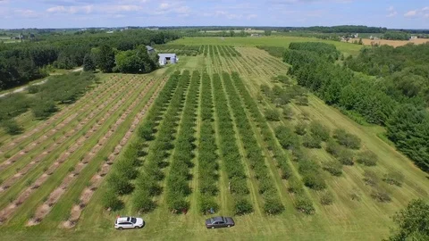 Flying forward over tree rows Stock Footage 90256997