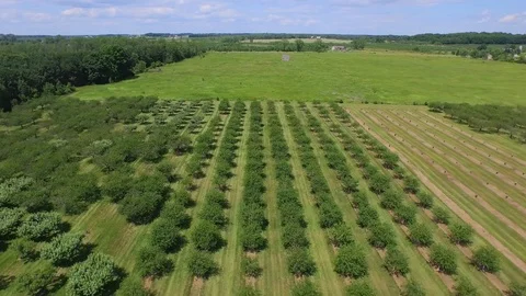 Flying forward over tree rows Stock Footage 90257024