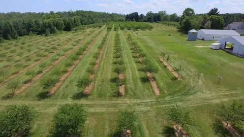 Flying forward over tree rows Stock Footage 90257062