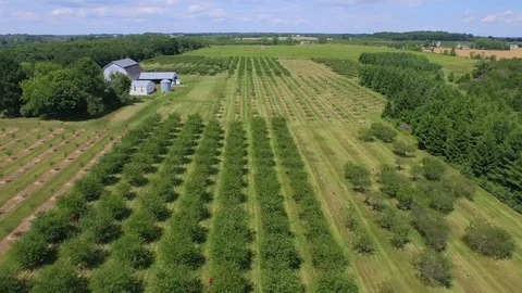 Flying forward over tree rows Stock Footage 90304632