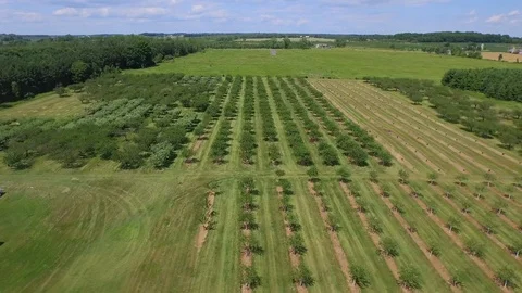 Flying forward over tree rows Stock Footage 90304655