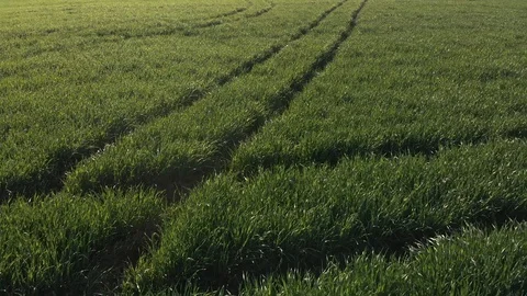 Flying forward over wheat field at low altitude at sunny spring day Stock Footage 88951072