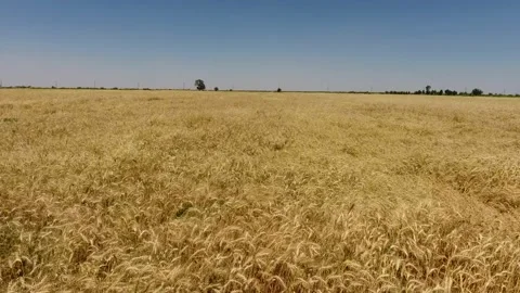 Flying forward over the wheat field Stock Footage 161101397
