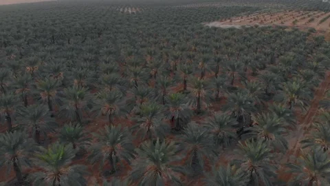 Flying forward in slow motion over a field of medjool dates in the Jordan Stock Footage 203834348