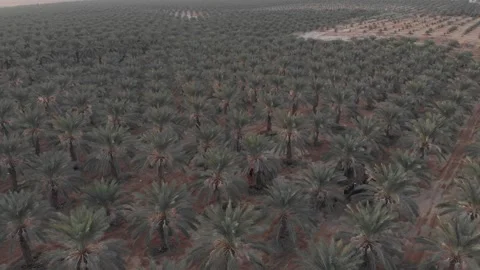 Flying forward in slow motion over a field of medjool dates in the Jordan Stock Footage 203834472