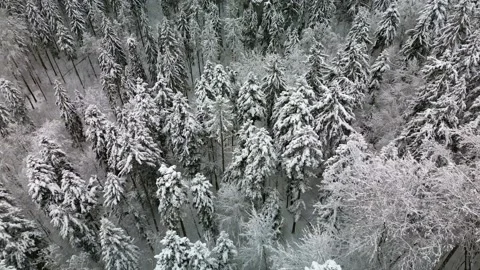 Flying forward on a snowy forest Stock Footage 231262754