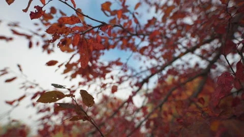 Flying forward through the bright purple-red leaves of the plum tree. Blue Stock-Footage 166594456