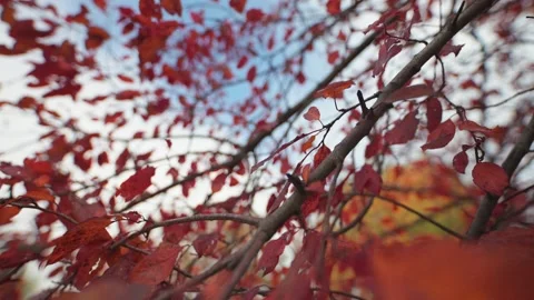 Flying forward through the colorful purple-red leaves of the plum tree. Stock Footage 166594471