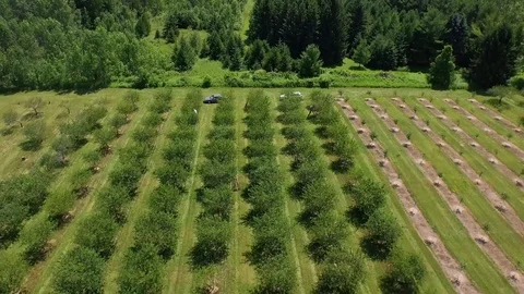 Flying forward tilting down over tree rows Stock Footage 90304557