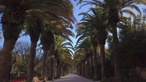 Flying forwards down palm tree lined path in Ragusa garden Stock Footage 84722760