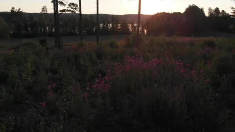 Flying forwards over a meadow Stock Footage 134800967