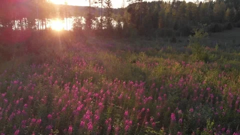 Flying forwards over a meadow Stock Footage 134800982