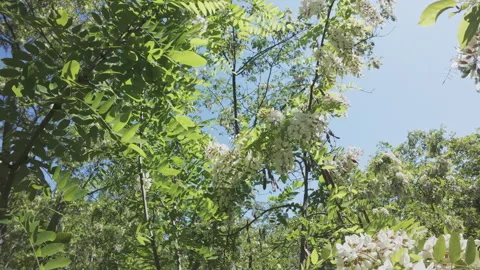 Flying forwards within treetop, between branches covered with of white flowers Stock Footage 320313109