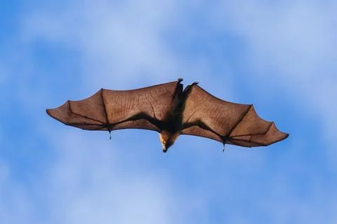 Flying Fox in Australia Stock Photos