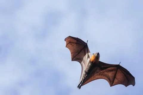 Flying Fox in Australia Stock Photos