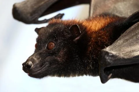 Flying Fox Bat Stock Photos