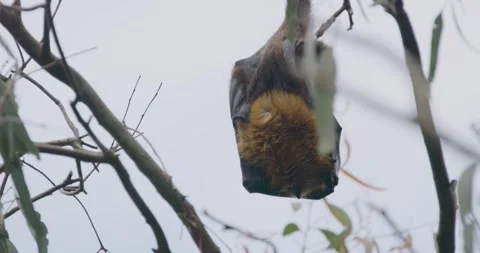 Flying Fox Close up In Southern Australia Vídeo Stock 329253559