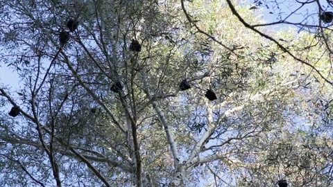 Flying fox colony in a tree in Australia Video stock 71109806