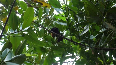 Flying fox in the crown of a rainforest tree Video stock 232046941