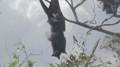 Flying Fox fanning himself while hanging upside down ungraded filmed in log Stock Footage 61772542