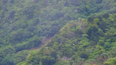 Flying fox flies over the forest Video stock 169974291