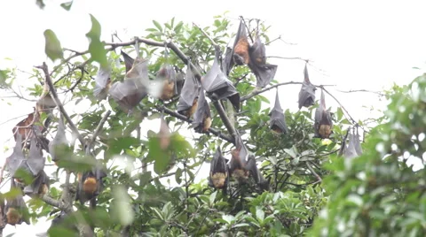 Flying fox Stock Footage 1077690