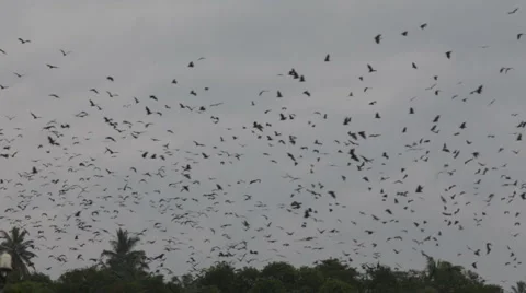 Flying fox Видео 1077706