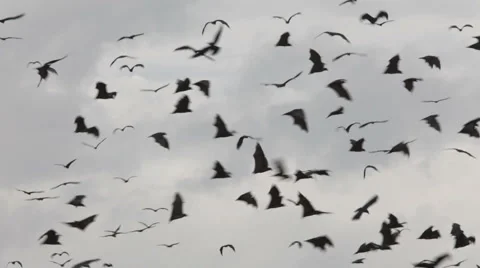 Flying fox 動画素材 1077991