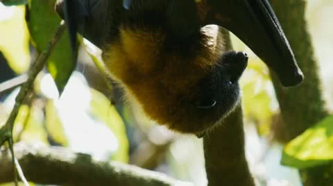 Flying fox Stock Footage 10426961