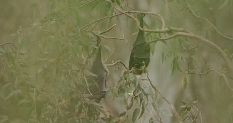 Flying Fox In The Forest, Close Up Vídeo Stock 329254633