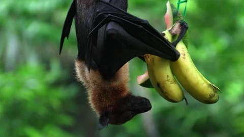 Flying fox (fruit bat) eating fruit hanging upside down from the top of a tree Stock-Footage 83435643