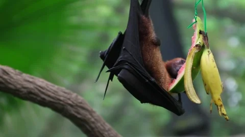 Flying fox (fruit bat) eating fruit hang... | Stock Video | Pond5