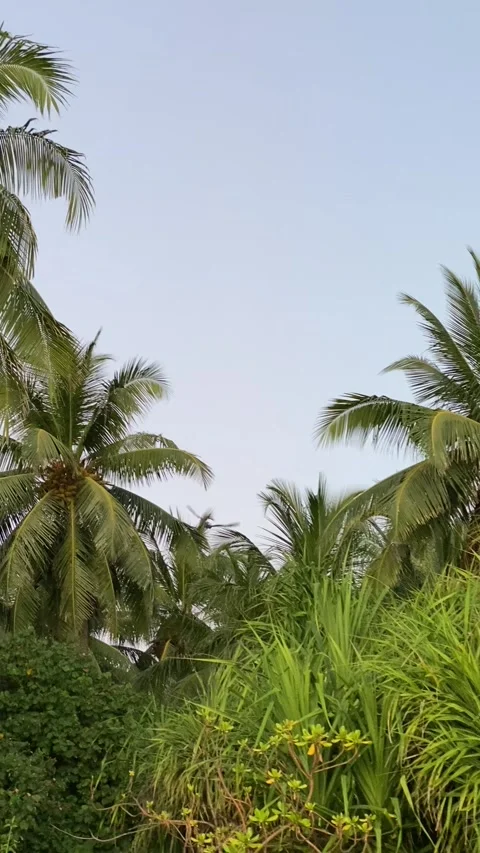 Flying fox fruit bat flying over tropical palm trees Maldives 9:16 Stock Footage 344699634