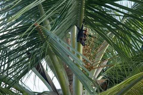 Flying fox fruit bat hanging upside down on a tropical coconut palm tree bran Stock Photos