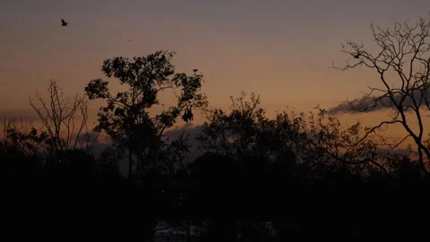 Flying fox fruit bats flapping their wings as they fly through the burnt orange Stock Footage 334664573