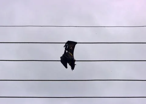 Flying Fox got tangled in electrical wires Stock Photos