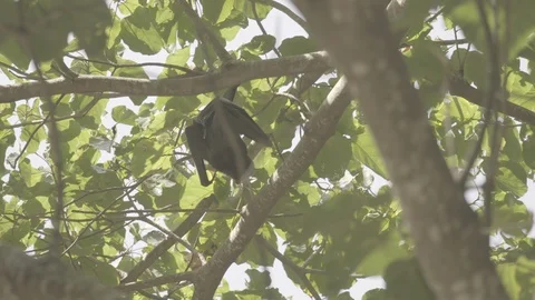A flying fox hanging on a branch Stock Footage 93331228