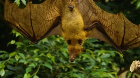 Flying fox hanging down Stock Footage 144321560