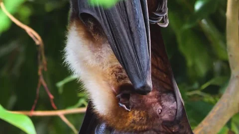  A flying fox hanging  Stock Footage 251378044
