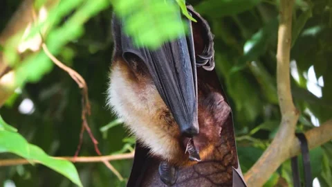  A flying fox hanging from a tree Stock Footage 251277523