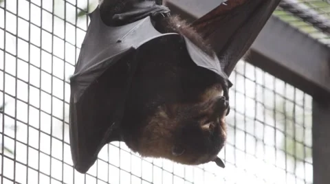Flying Fox hanging upside down in a cage Stock Footage 39991901