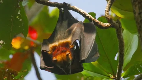 Flying fox hanging upside down | Stock Video | Pond5