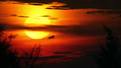 Flying fox hanging upside down Stock Footage 220039658